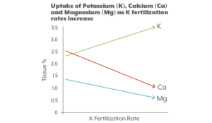 Cover photo for Balancing the Nutrient Equation in Cannabis Cultivation