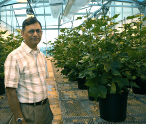 Cover photo for FDA Approves Texas A&M's Ultra-Low Gossypol Cotton for Human and Animal Consumption
