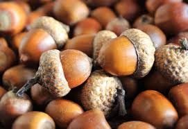 Cover photo for Acorn Poisoning in Cattle