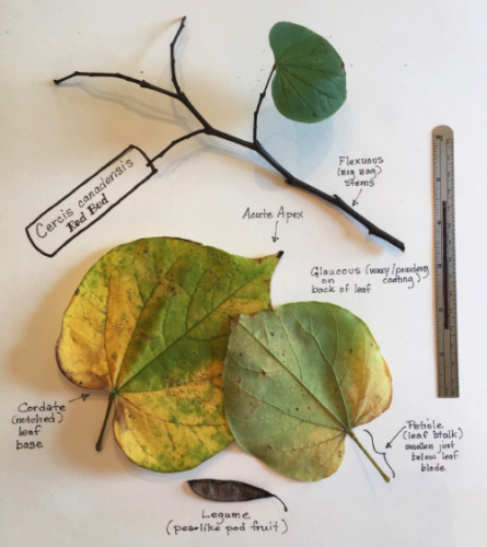 Sample plant ID project