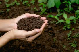 soil in hands