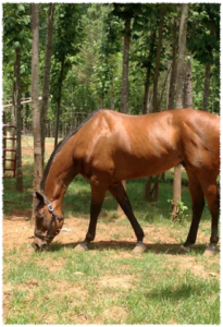 Cover photo for Horse Nutrition and Body Condition Scoring Workshop