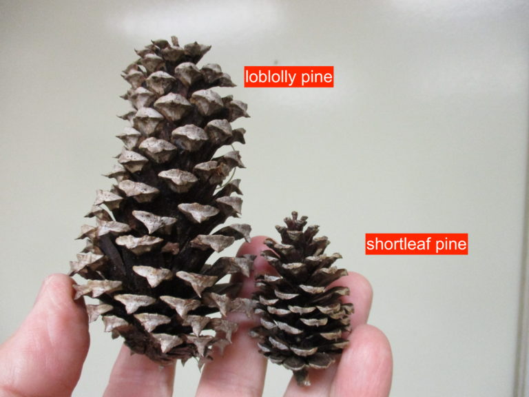 Loblolly Pine or Shortleaf Pine? N.C. Cooperative Extension