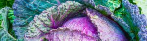 Purple cabbage