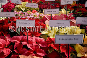 A variety of poinsettia plants at Poinsettia Field Day in a Raulston Arboretum greenhouse.