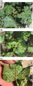 Cover photo for Detection of Cotton Leafroll Dwarf Virus (CLRDV) in North Carolina