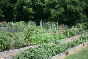 community garden