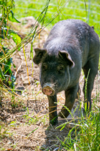 black pig in a pasture