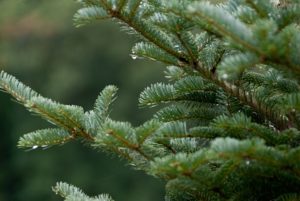 Closeup of Christmas Tree branches