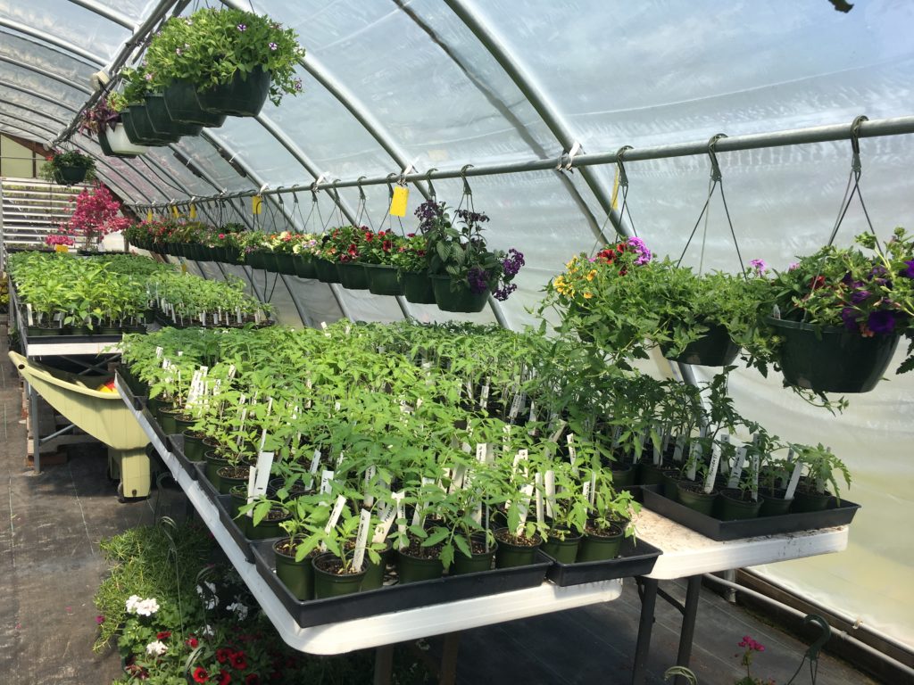 Greenhouse N.C. Cooperative Extension