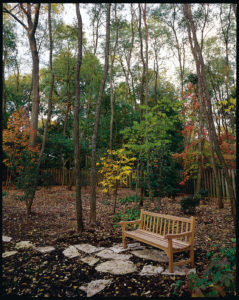 Trees add to the beauty and tranquility of a backyard.