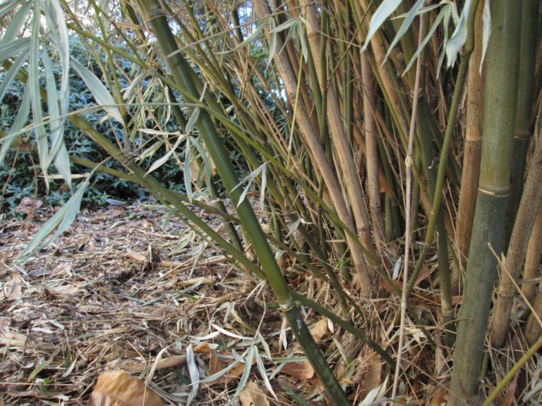 Clumping Bamboos N.C. Cooperative Extension
