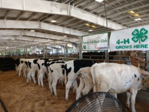 Cover photo for 4-H Beef Club Meeting
