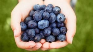 hands full of blueberries