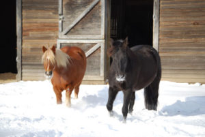 Horses in snow with shelter behind them