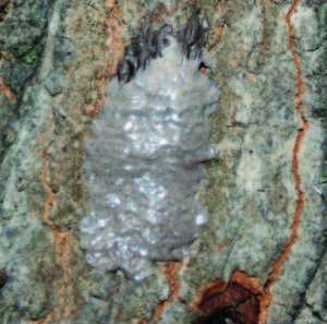 Lanternfly