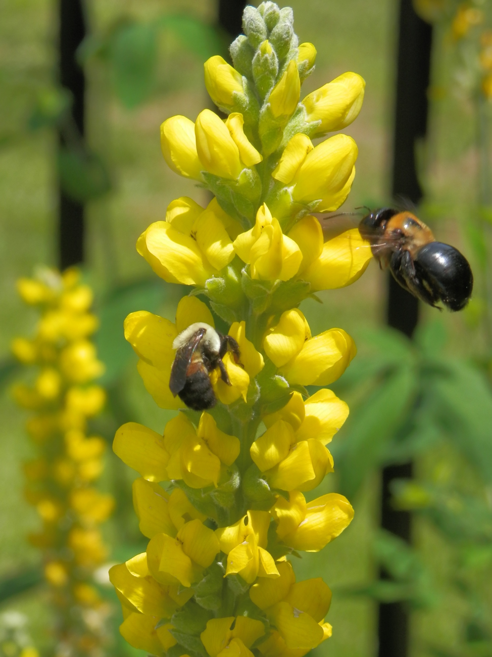 Plants for Pollinators N.C. Cooperative Extension