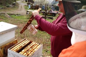 NC Department of Agriculture - Apiary Inspector Bee Inspector - Lewis Cauble demonstrates to members of the Caldwell Co Beekeepers Association how to monitor for varroa mites using a sugar shake method. Lewis is using a peanut butter jar to collect one cup of bees from the brood area of the hive. One cup of bees is about 300 bees. (Photo Credit Seth Nagy)