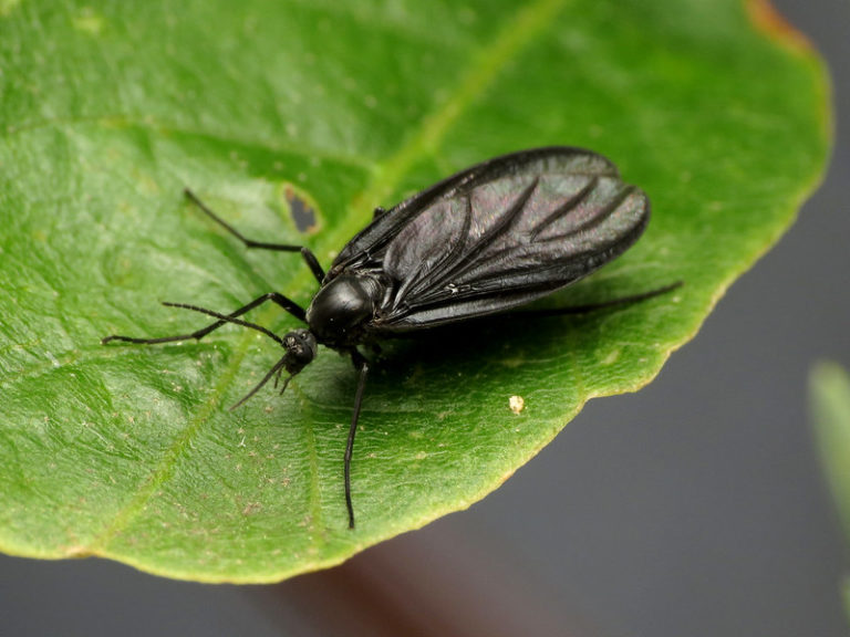 fungus gnat infestation in house