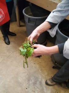 dividing a plant