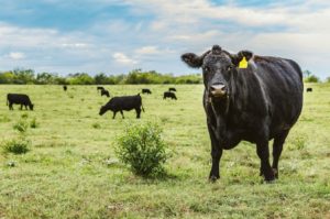 Cover photo for Cattle College: Herd Health, Fly Control, and Pasture Management