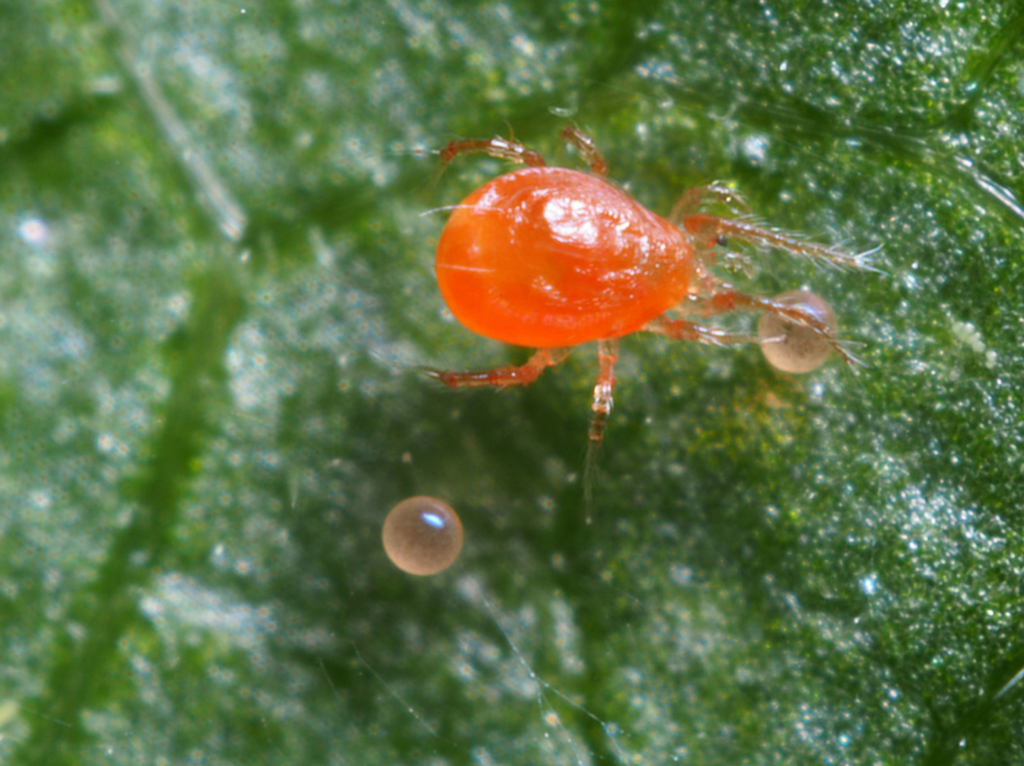 Biological Control of Spider Mites in Tomatoes NC State Extension