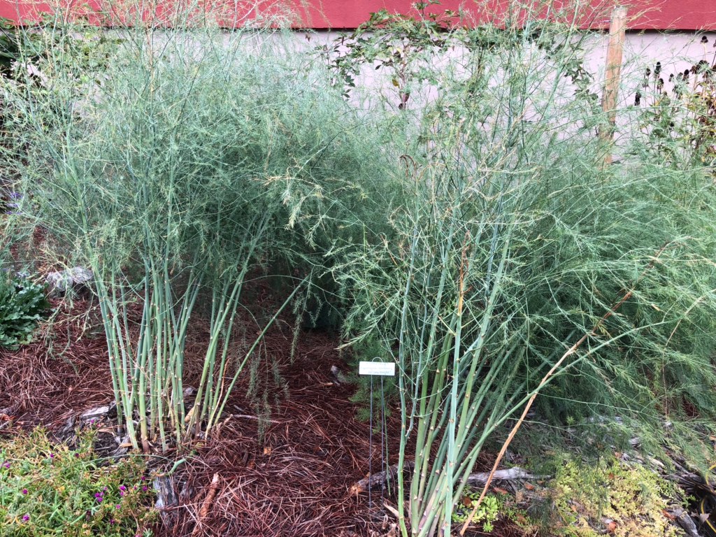 Asparagus the Incredible Edible Ornamental NC State Extension
