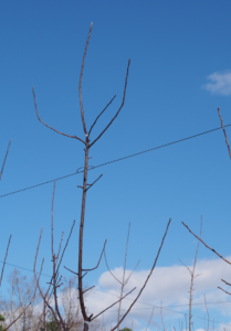 Cover photo for Minimizing Blind Wood on Apple