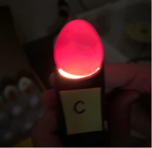 Cover photo for Incubating Quail Eggs:  Day 10