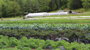 Picture of a small farm where different types of kale and greens are growing in early spring