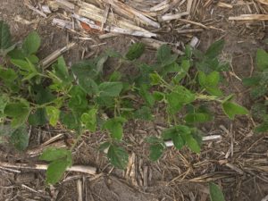 Cover photo for Soybean Seed Quality