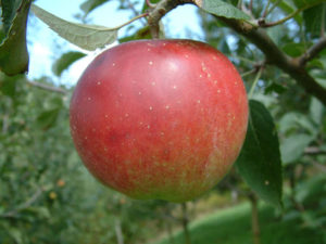 Photo of a apple