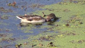 Cover photo for It's Time for Pond Weeds Again!