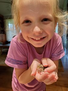 Cover photo for Incubating Quail Eggs Days 21- 24