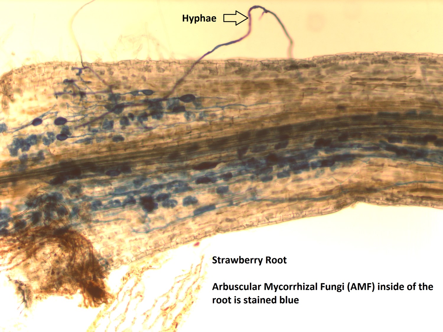 Mycorrhizal Fungi Diagram
