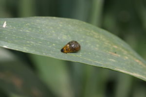 small, slug like larvae on leaf