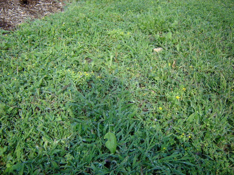 Controlling Crabgrass in Your Yard N.C. Cooperative Extension
