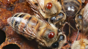 Cover photo for Host-Shifts and Honey Bees: Lessons From COVID-19