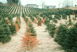 Cover photo for Selecting Sites for Fraser Fir Production