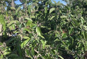 Cover photo for Crop Load Management Update: 04/26/20