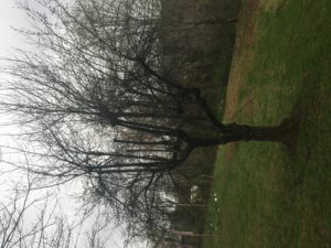 Cover photo for Restoring Neglected Apple Trees