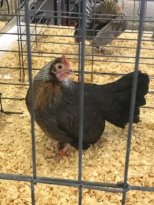Bantam Hen