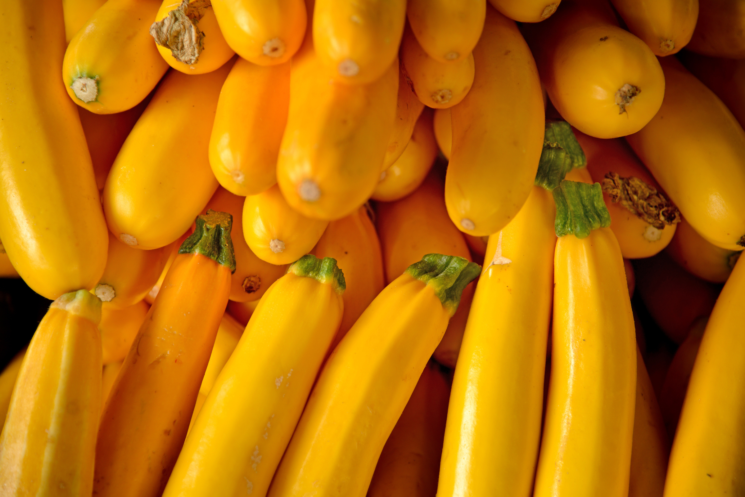 Basics for Growing Squash N.C. Cooperative Extension