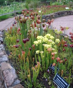 flowers at the North Carolina Botanicals Garden in Chapel Hill, NC