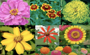 Cover photo for Plants That Survive and Thrive on the OBX - Zinnia