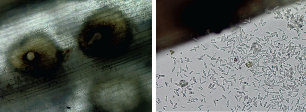 Ascochyta Leaf Blight – Uncommon & Sometimes Devastating | NC State