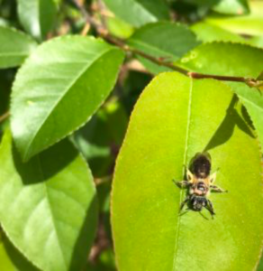 Cover photo for Protect Ground Nesting Bees