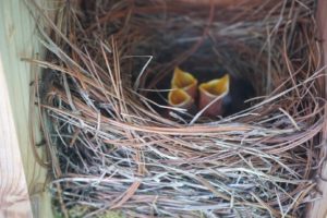 Cover photo for Helping the Eastern Bluebirds