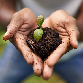 Hands Holding Soil