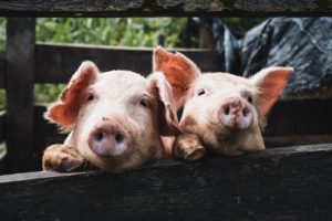 Cover photo for Pig to Pork